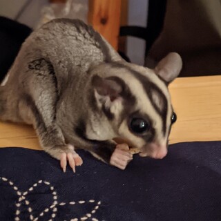 可愛がって頂ける方、お願いします