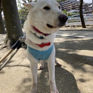 「アム」男の子