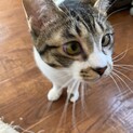2021年7月生まれ。だんごちゃん