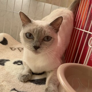 決定☆『キサラ』甘えん坊さんで人好き