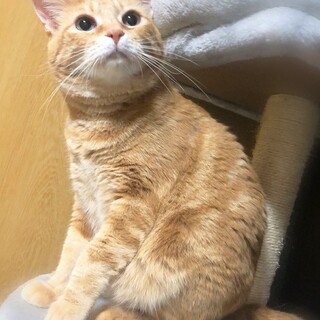 うず巻き茶トラの女の子