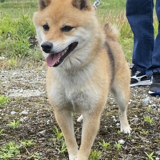 豆柴　オス　2歳