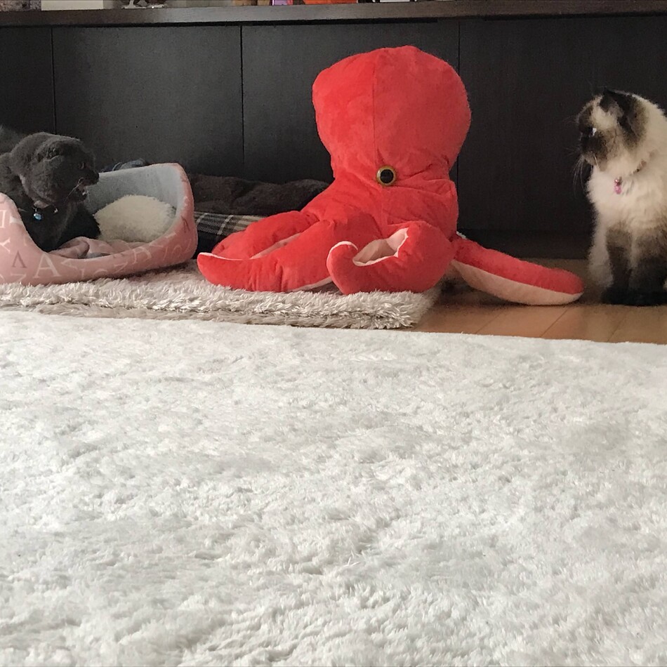 齊藤美香のカバー写真