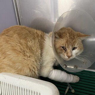 急募　大怪我をしながらも必死に頑張ってた子