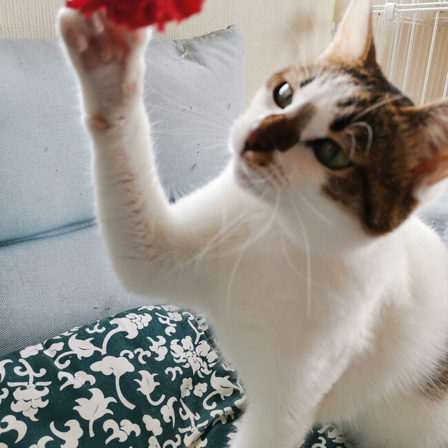 うりちゃのカバー写真