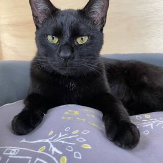 【兄弟猫】かわいい黒ちゃん