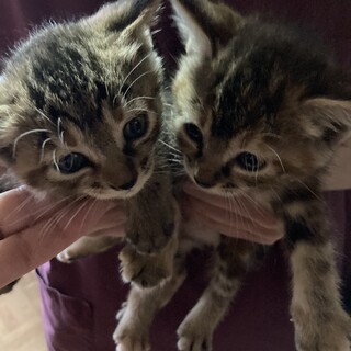 クリクリお目目のキジトラ姉妹☆めるちゃんかいちゃん