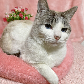 青い瞳のクリームサバ白♪２歳の男の子