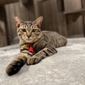 甘えん坊のボレアスくん