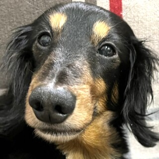 22-M61　大人しく可愛いダックス♪