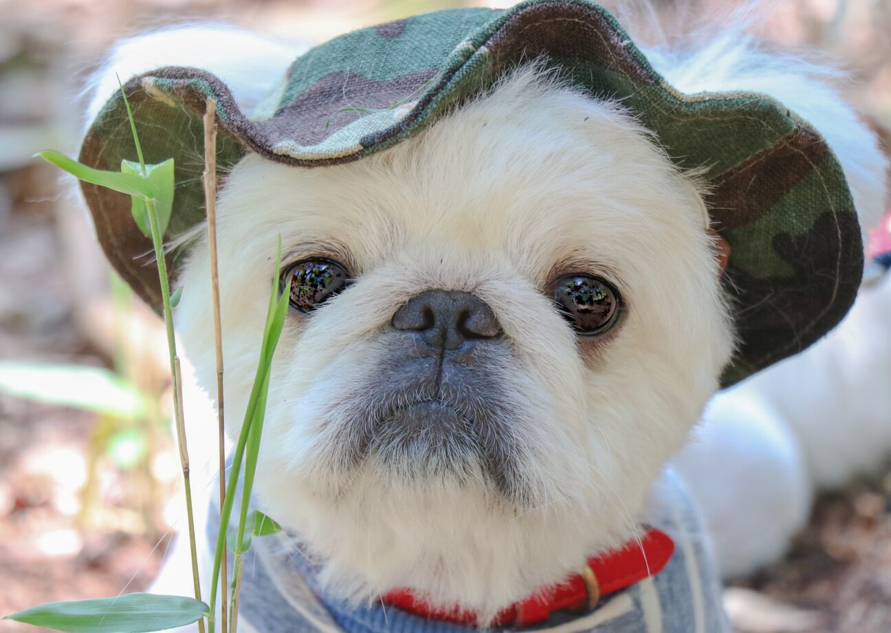 好奇心旺盛な弥太郎くん 三重県 犬の里親募集 ペットのおうち 月間利用者150万人