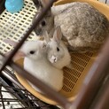 1歳　親うさぎ　1ヶ月の子ウサギ