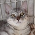 シルバータビ－の被毛が綺麗なイケメン君