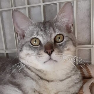 シルバータビ－の被毛が綺麗なイケメン君