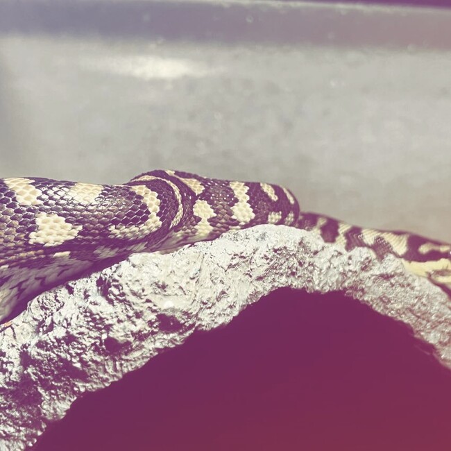 ほっしー3131のカバー写真