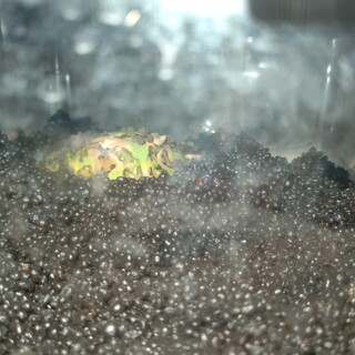 クランウェルツノガエル