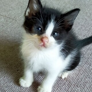 里親決定。ハルイチ君