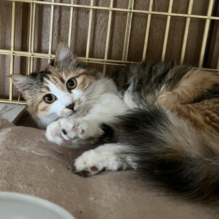 募集停止。ふわふわな三毛のミミちゃん