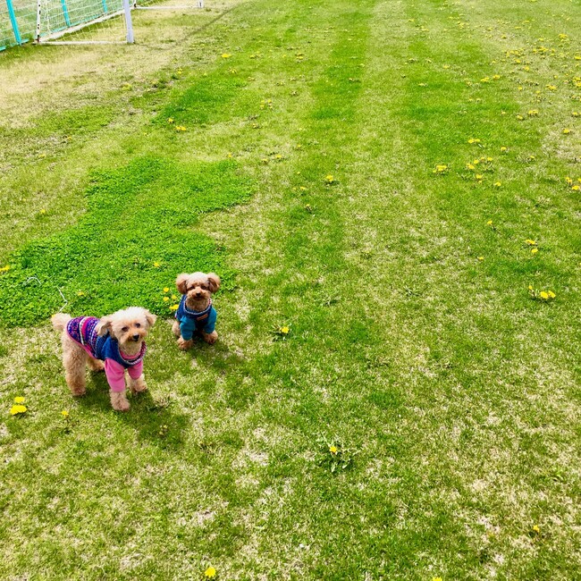 Tiarisのカバー写真