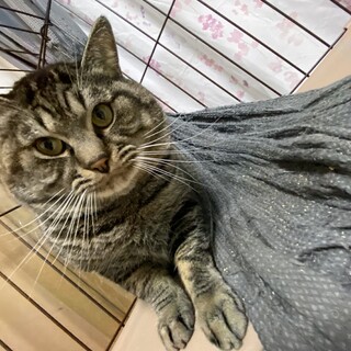 里親募集！
