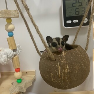 メスのフクロモモンガ