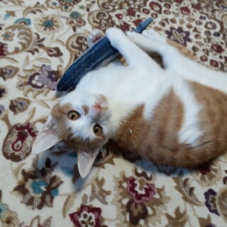 猫との生活が初めての方にお薦めの甘えん坊