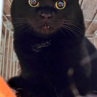 ✩黒猫✩の女の子家族募集✩