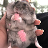 しばゆん