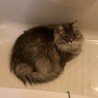 ひんやり