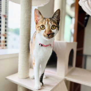 【5/15譲渡会】メロディちゃん