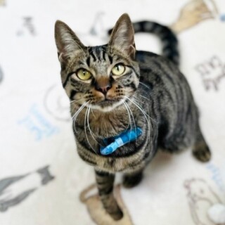 【5/15譲渡会】リズムくん