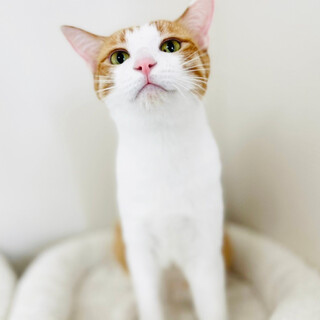 【5/15譲渡会】ミルクくん