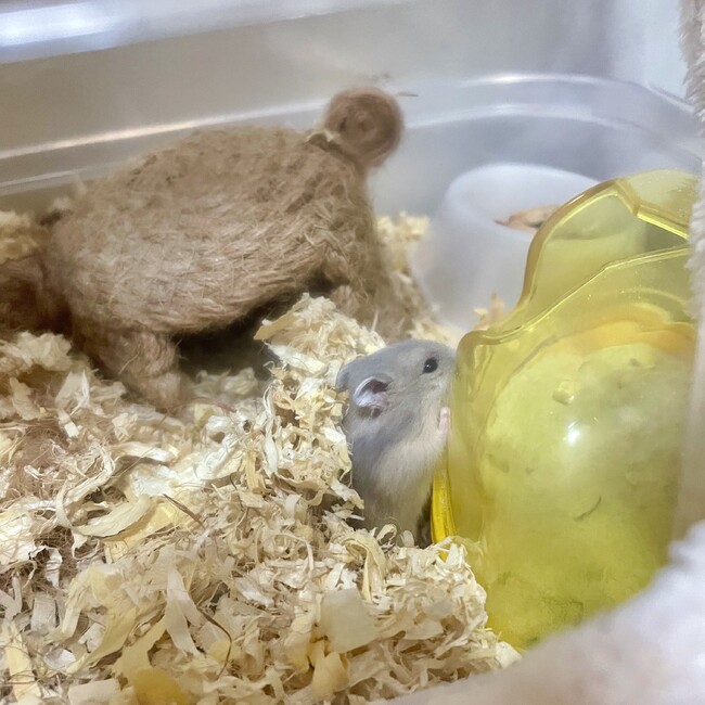 meronpanのカバー写真