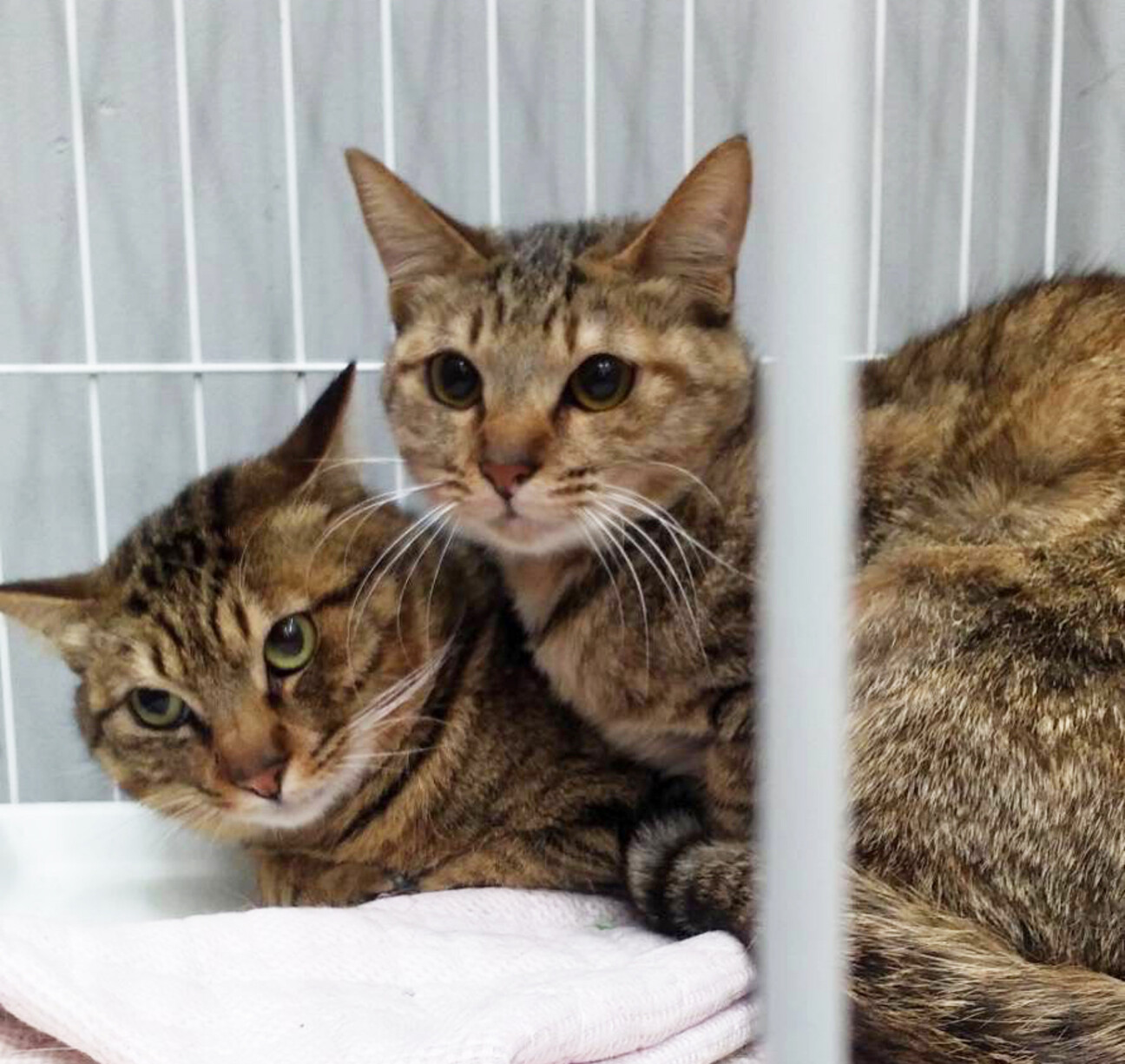 仲良しキジトラ 2匹一緒に 神奈川県 猫の里親募集 ペットのおうち 月間利用者150万人