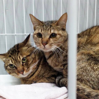 仲良しキジトラ、2匹一緒に！