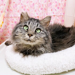 【一時停止中】らいまるちゃん