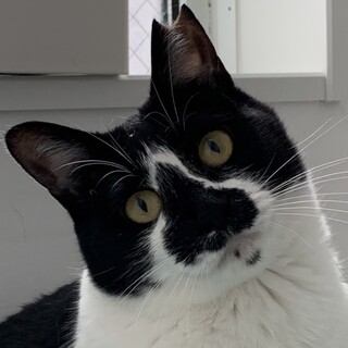 いつも仔猫優先の優しいお母さん猫☆くるみちゃん❣️