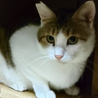 とってもおとなしい優しい性格のエーちゃん❣️