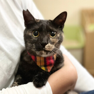 【5/15譲渡会】すずちゃん