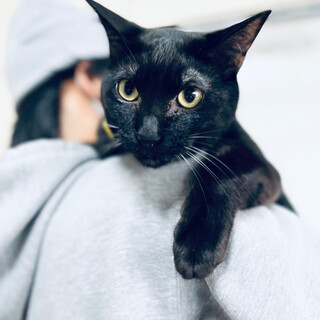 【5/15譲渡会】ハルくん