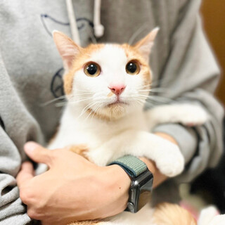 【5/15譲渡会】もみじくん