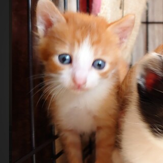 【募集一旦停止】4月7日生★みそちゃん