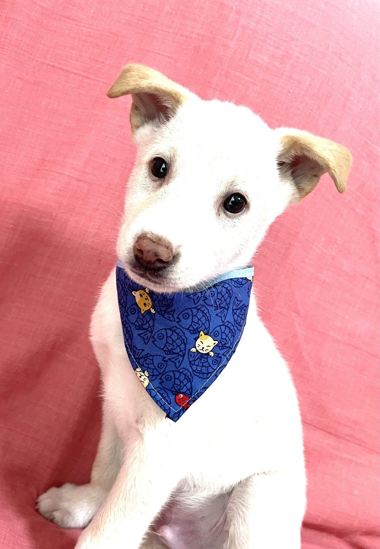 保健所からレスキューした 山口県 犬の里親募集 ペットのおうち 月間利用者150万人