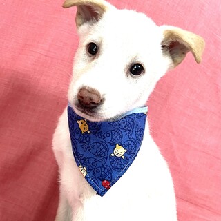 保健所からレスキューした子犬♂しゅん君