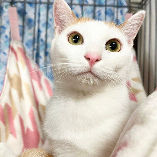 【5/15譲渡会】かえでくん