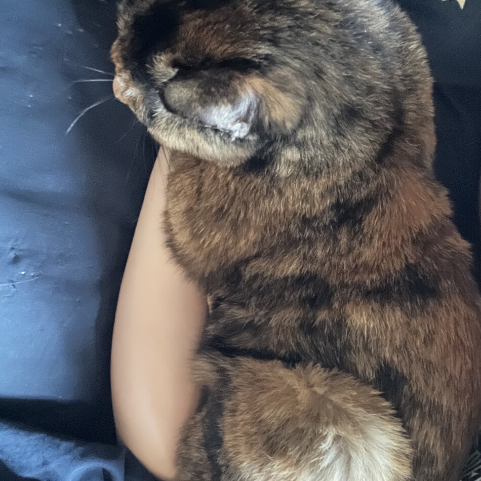 かりんとうのカバー写真