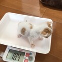 野良子猫オス