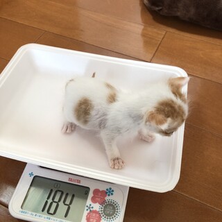 野良子猫オス