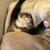 たがけん