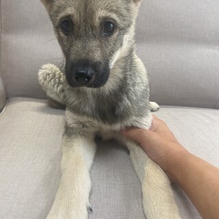 性格が良い✴︎ペコちゃんの家族を探してます。